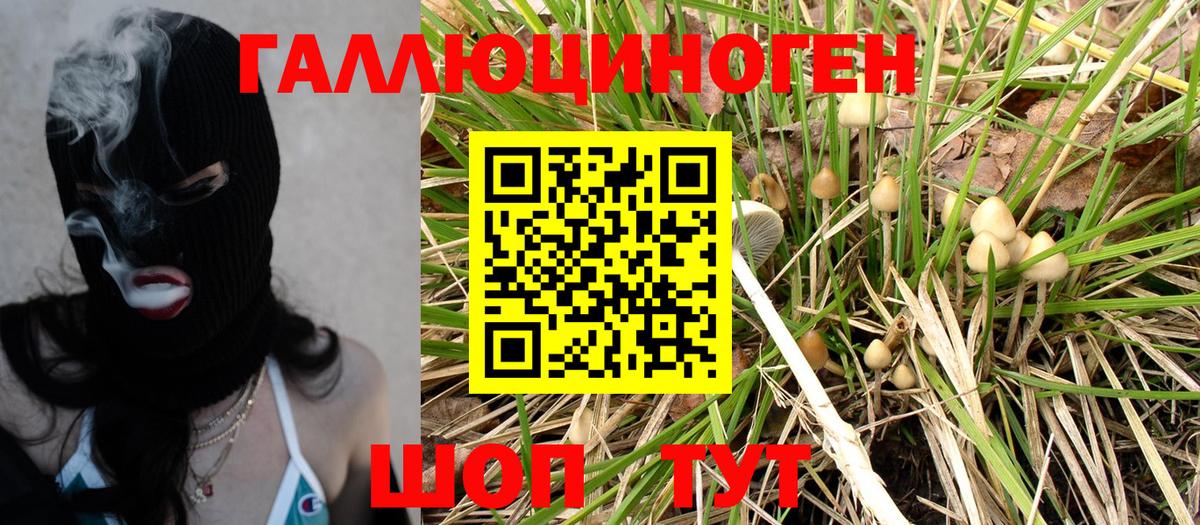 Галлюциногенные грибы Psilocybine cubensis Тюмень